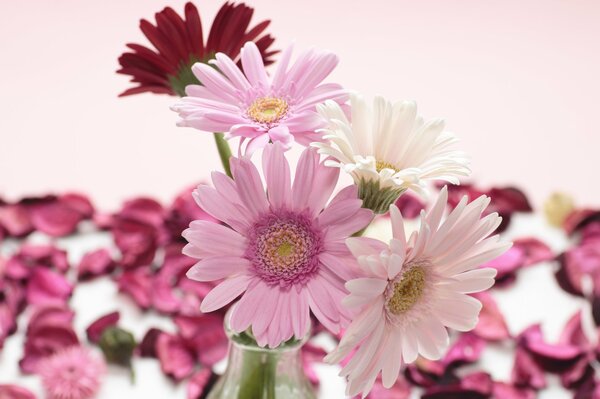 Flores rojas de gerbera en un hermoso jarrón