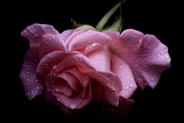 Gotas de lluvia en una delicada rosa