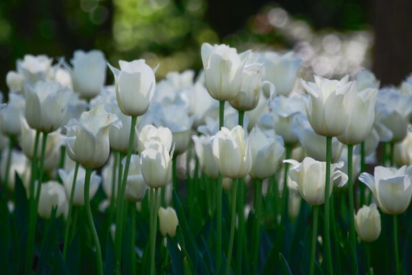 Tulipanes blancos sobre fondo verde