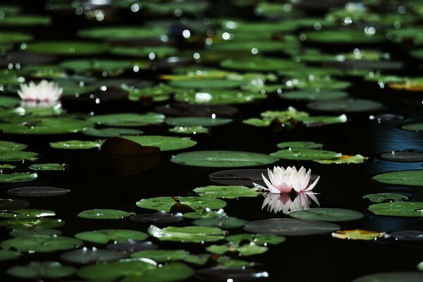 Leaves and flowers of water lilies in water