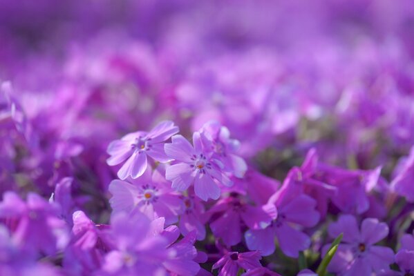 Phlox lilla su sfondo sfocato