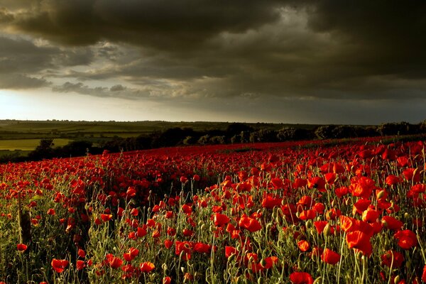 Feld von Mohnblumen mit bewölktem Himmel