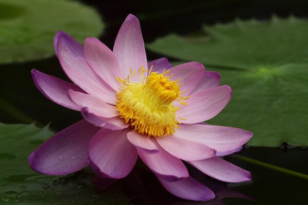 Lotus flower with water lilies in a pond close-up