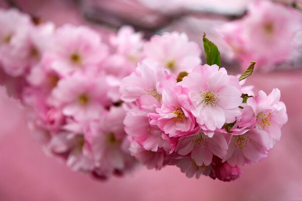 Flor de cerezo en pleno apogeo