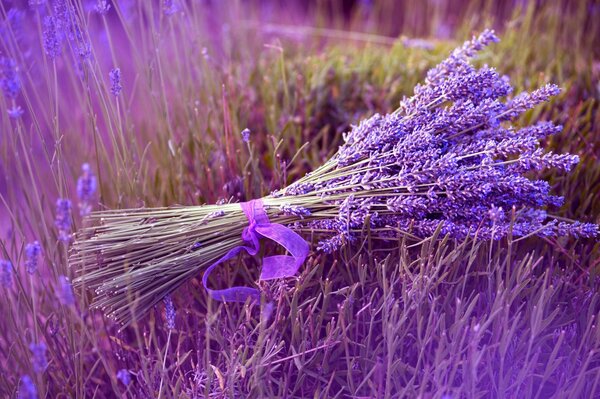 Bouquet di lavanda legato con un nastro sul campo nei toni del lilla