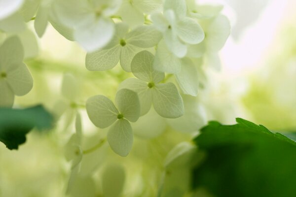 The light falls on a white hydrangea