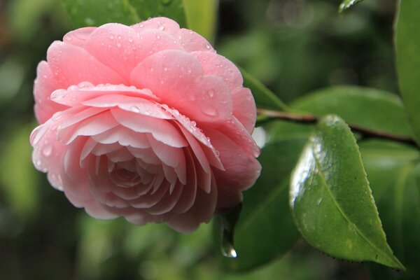 Pink flower of the camellia beauty