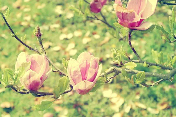 Wiosenny ogród różowej magnolii