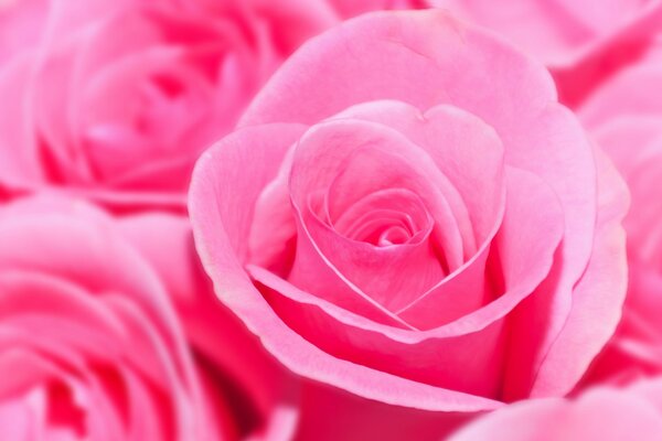 Ein Strauß schöner Rosen in hellem karminroten Farbton