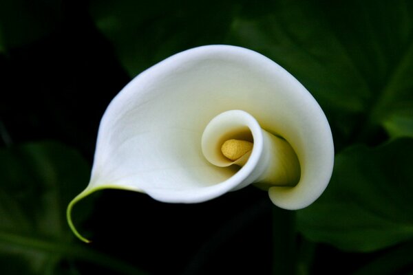 Delicate curl of a calla flower