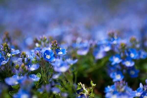 Fiori di campo blu con messa a fuoco della fotocamera cancellata