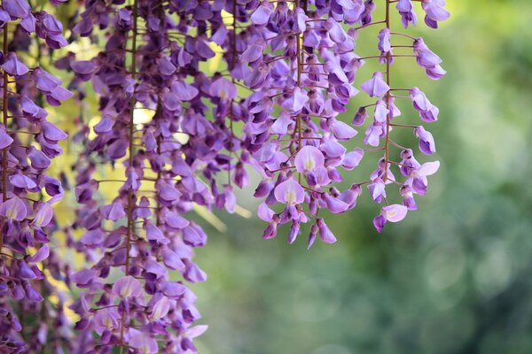 Liliowe kwiaty wisterii. Foto makro