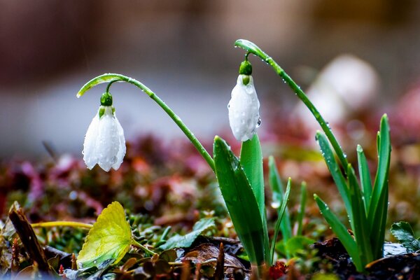 Las primeras campanillas de nieve con una gota de agua