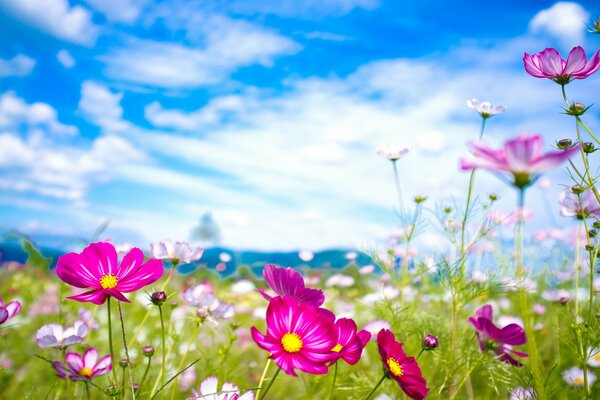 Bunte Blumen im Sommer auf der Wiese