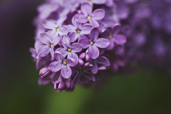 Flores de lila púrpura primer plano