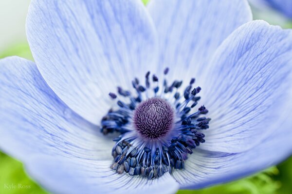 Eine ungewöhnliche Blume ist sanft blau mit einem violetten Farbton