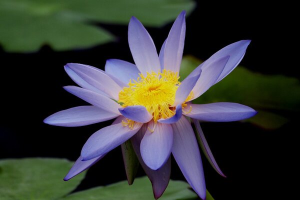 A water lily bloomed on the pond