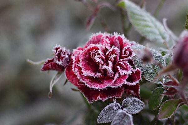 Snowflake crystals on a red rose
