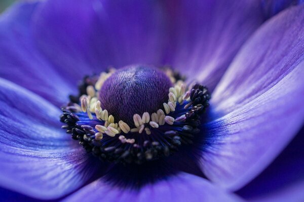 Pollen de fleur pourpre