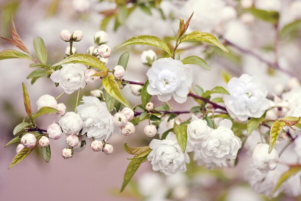 A branch with white small flowers