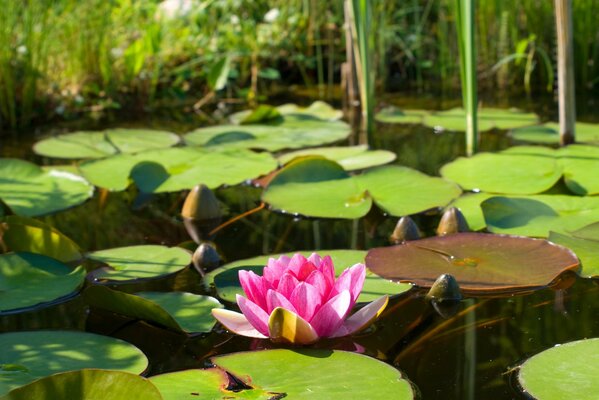 A lonely water lily flower in a pond