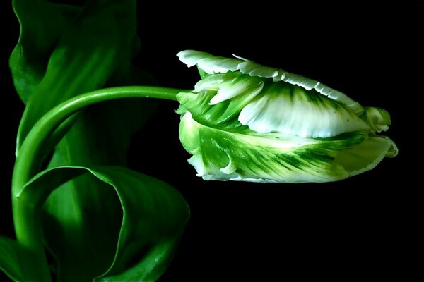 Tulpenknospe auf schwarzem Hintergrund