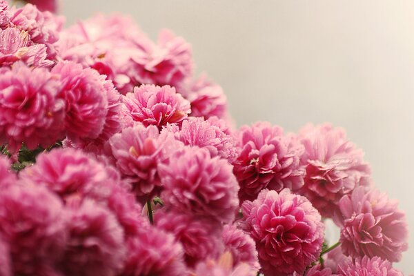 Ramo rosa de flores pequeñas