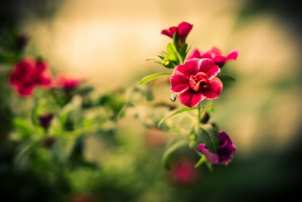 Rote Blumen im Feld