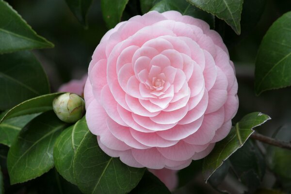 Flor de Camelia rosa maravillosa