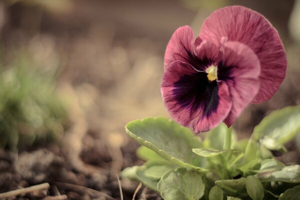 Viole del pensiero sbocciano sotto i raggi del sole estivo luminoso su uno sfondo marrone pallido sfocato