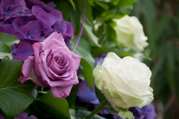 Un arbusto con una increíble combinación de rosas blancas y púrpuras sobre un fondo verde borroso