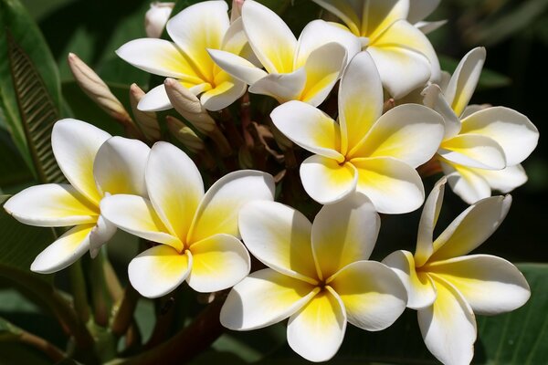 White and yellow frangipani flowers