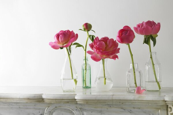 Pink buds of peonies without petals