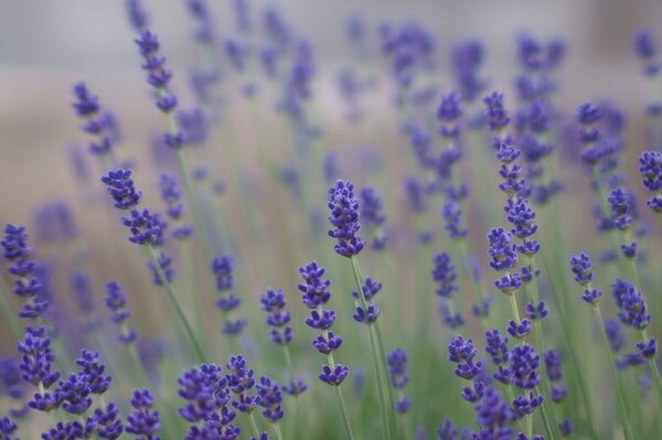 Lavender provence blur field