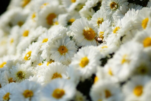 Un doux tapis de chrysanthèmes blancs éclairés par les rayons du soleil sur une merveilleuse journée d été