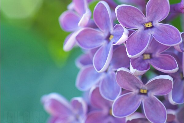 Vue rapprochée du lilas à quatre feuilles