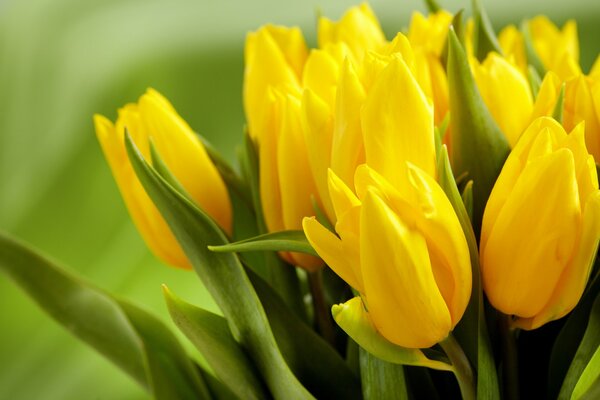 Piękne pąki żółtych tulipanów