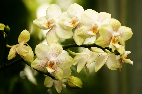 A branch of orchid flowers speckled