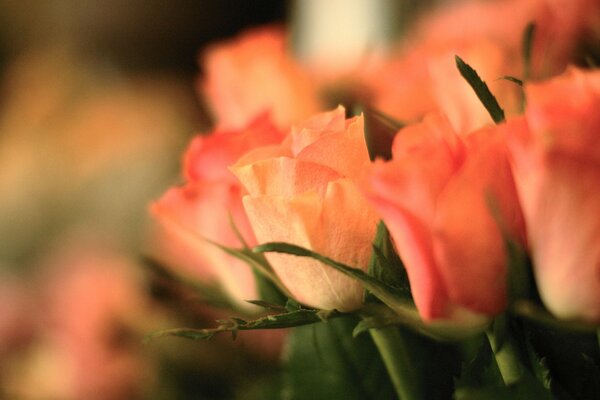 Photo pink roses in a bouquet