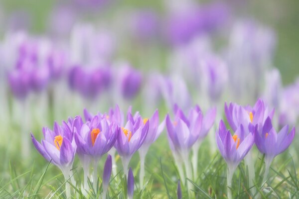 Lila Blütenblätter von Frühlingsblumen