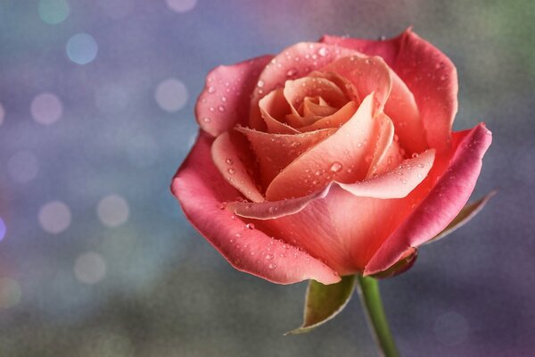 Bourgeon rose de beauté extraordinaire