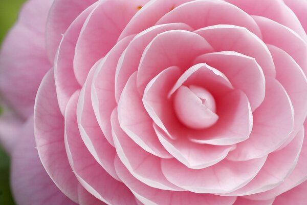 Pétalos de flores agraciados rosados de cerca