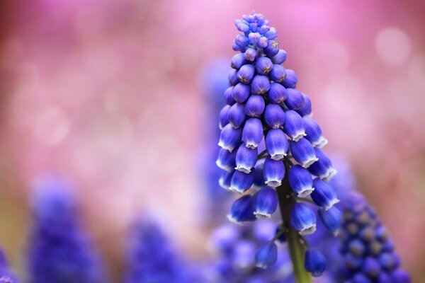 Muscari azul en una nube rosa