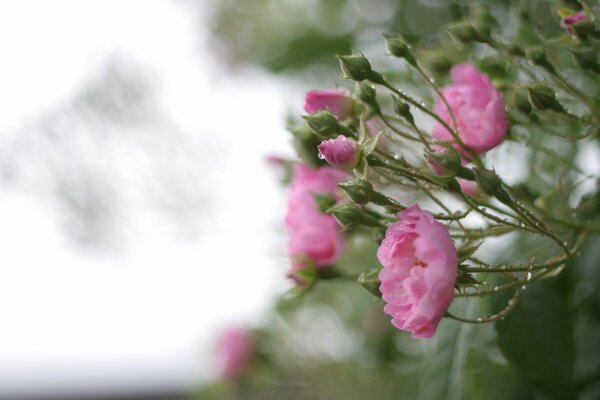 Fotos de flores Rosadas después de la lluvia