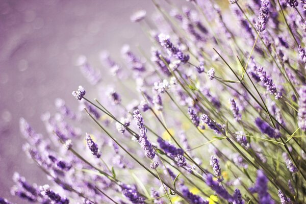 Ein violettes Feld von Lavendelblüten