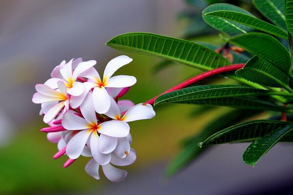 Desktop-Hintergrund mit Plumeria