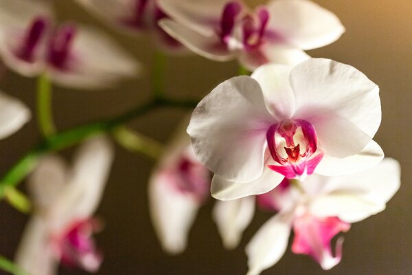 A branch of flowers of a white-pink orchid