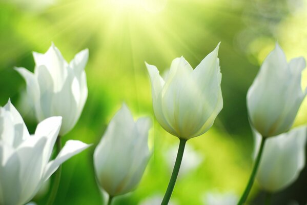 White tulips in bright light