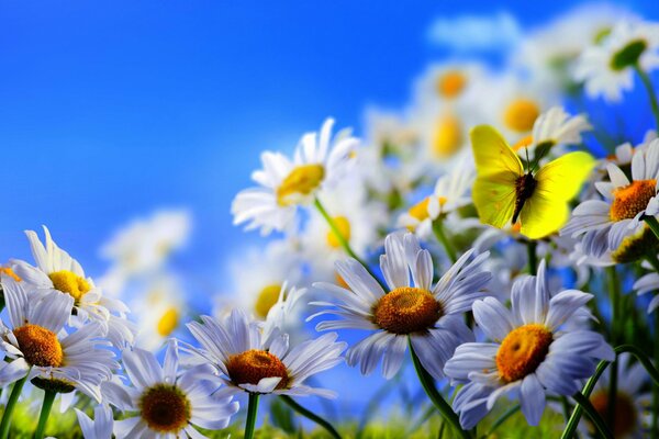 Margaritas blancas y una mariposa amarilla contra un cielo azul