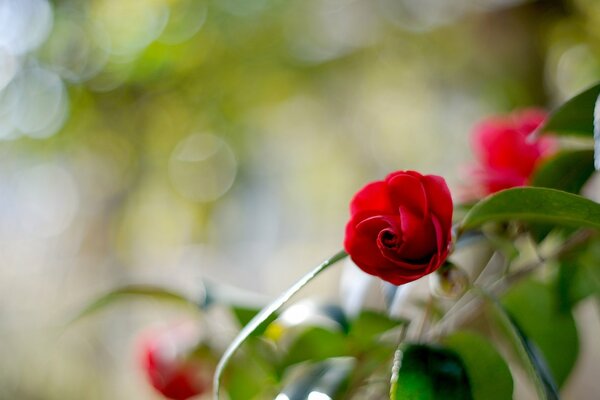 Camellia flower highlights and blurring